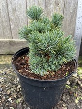 Japanese White Pine 'Hagoromo'