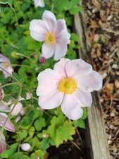 3x Pink Japanese Anemone Bare