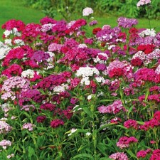 T&M Sweet William Sweet Mixed