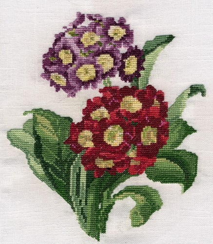Cowslip primula auricula - cowslip,
