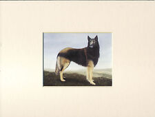 BELGIAN SHEPHERD LOVELY LITTLE BOOKPLATE DOG PRINT READY MOUNTED