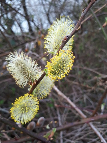 Salix caprea goat - goat, willow