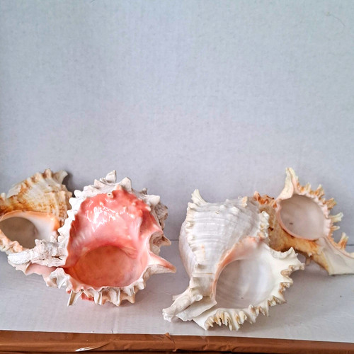 Natural conch shell lot - of, 4