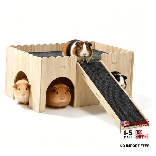 Large guinea pig - guinea,