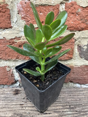 Crassula ovata money tree - ovata, tree'