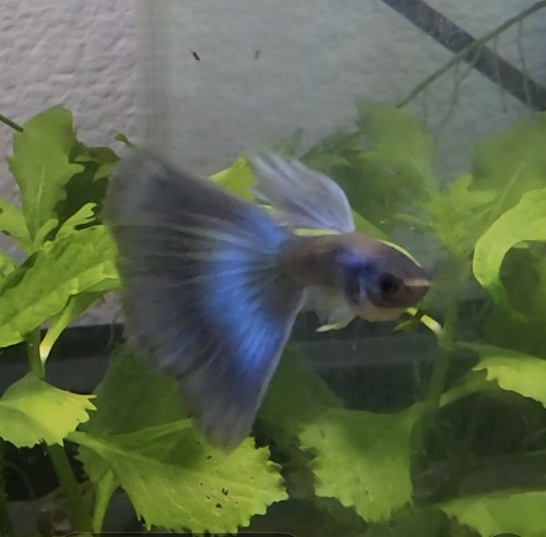 Blue moscow guppy - fry,