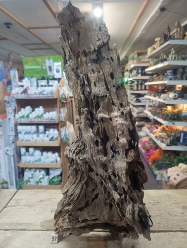 Large dragon wood - large, xl