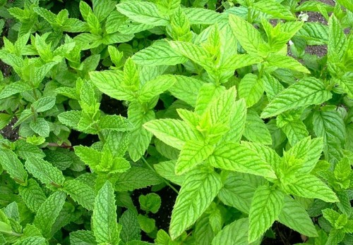 Herb spearmint green - ,
