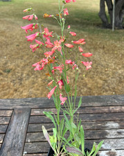 Penstemon Twizzle 5 Pack Plug Plants Herbaceous Border Plants Coral