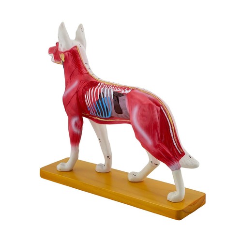 Dog anatomy model equipment - dog,