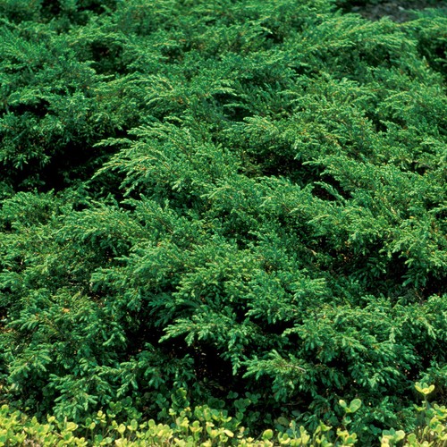 Juniperus repanda evergreen - repanda,