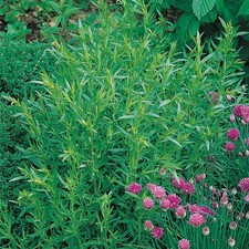 French Tarragon Vienco Scented