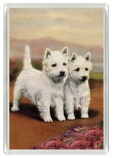 Westie west highland white - westie,