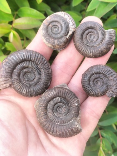 Dactylioceras sp ammonites - x,