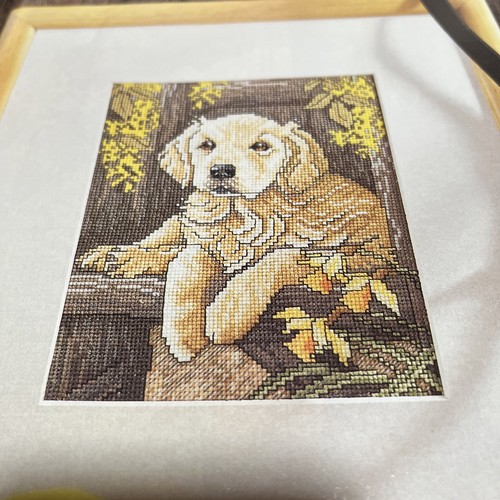 Labrador puppy cross - b,