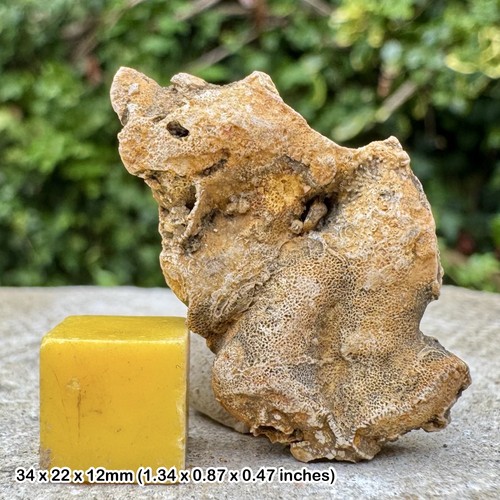 Rare fossil coral - fossil,