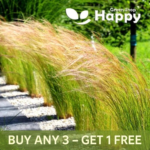 Mexican feather grass - feather,