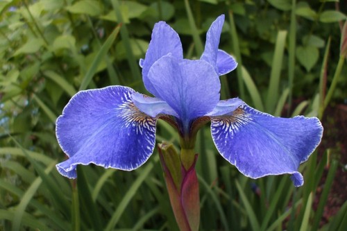 Iris sibirica silver edge - sibirica,