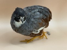 Chinese Painted Quail Eggs