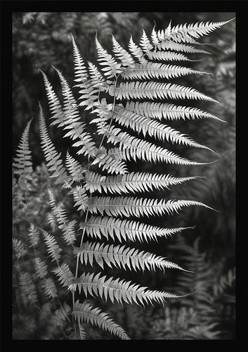 Fern fronds art beautiful - art,