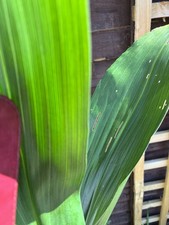 Aspidistra  'Mystery Man' One