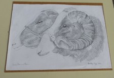 PENCIL DRAWING JACOB EWE & RAM