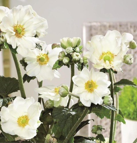 Anemone japanese hupehensis - anemone,