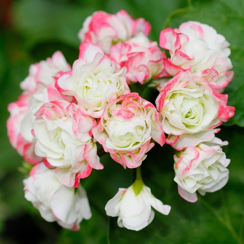 Geranium apple blossom - apple,