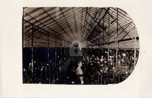 Commercial greenhouse interior - greenhouse,