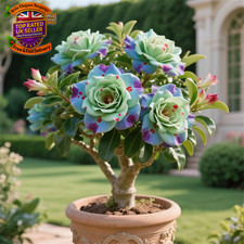 Desert Rose Bulbs