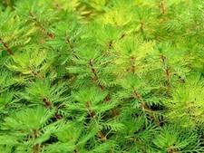 5 x red stemmed Parrot feather weed oxygenating Pond Plant Myriophyllum Weed