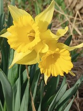 daffodil narcissus bulbs 12pk