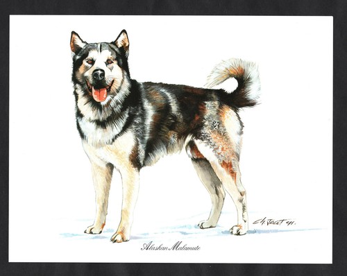 Alaskan malamute dog stunning - alaskan,