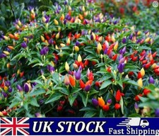 Bolivian Rainbow Hot Chilli