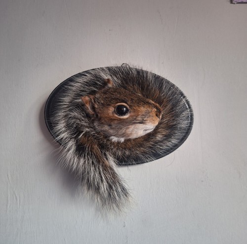 Taxidermy squirrel head - squirrel,