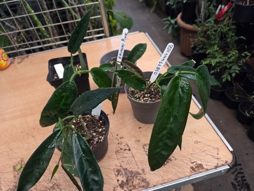 Hoya kaimuki pink 6 leaf - 4-6,