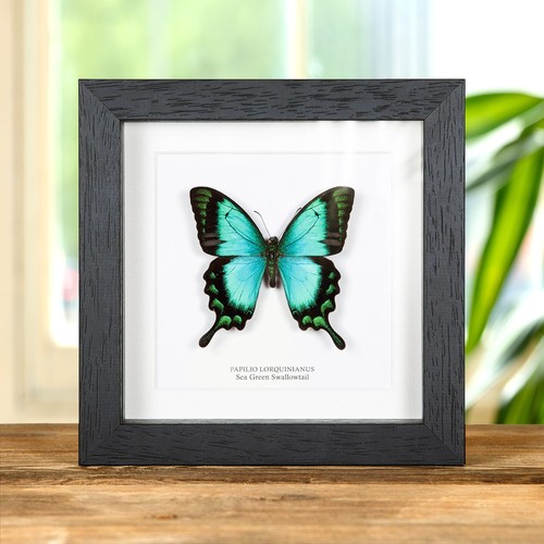 Taxidermy sea green - taxidermy,