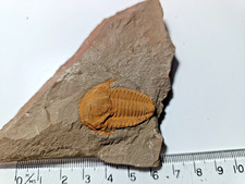 LARGE 25mm  & RARE Cambrian
