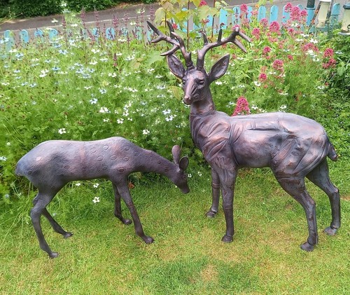 Stag and doe deer - stag,
