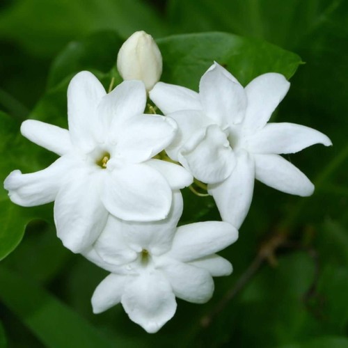 Jasminum sambac arabian - sambac,