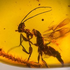 UNUSUAL WASP in Burmese /