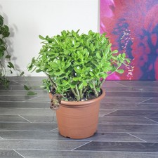 Mature Money Jade Plant Large