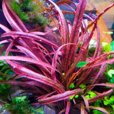 Cryptocoryne spiralis red Live