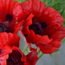 Oriental Poppy Scarlet seeds x