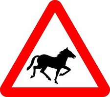 Wild horses or ponies Road