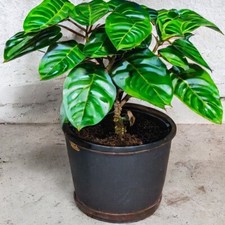 Coffee 'Coffea Arabica Nana' Tropical House Plant Seeds - 15 Seeds