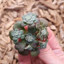 Fresh Sedum Spathulifolium