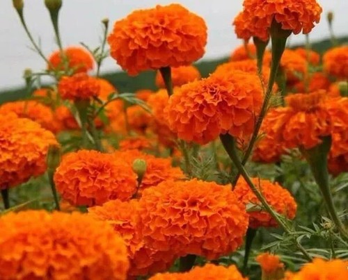 African marigold tall sierra - marigold,