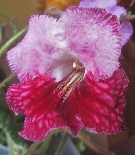 Streptocarpus 100 cape - 100+,