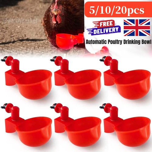 20pcs automatic chicken - chicken, water